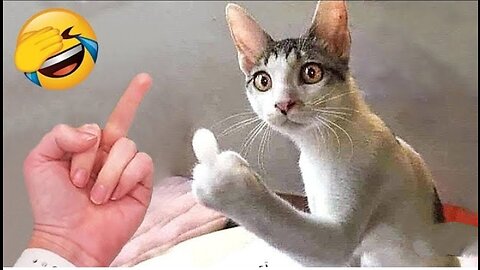 Funny french cat video deals