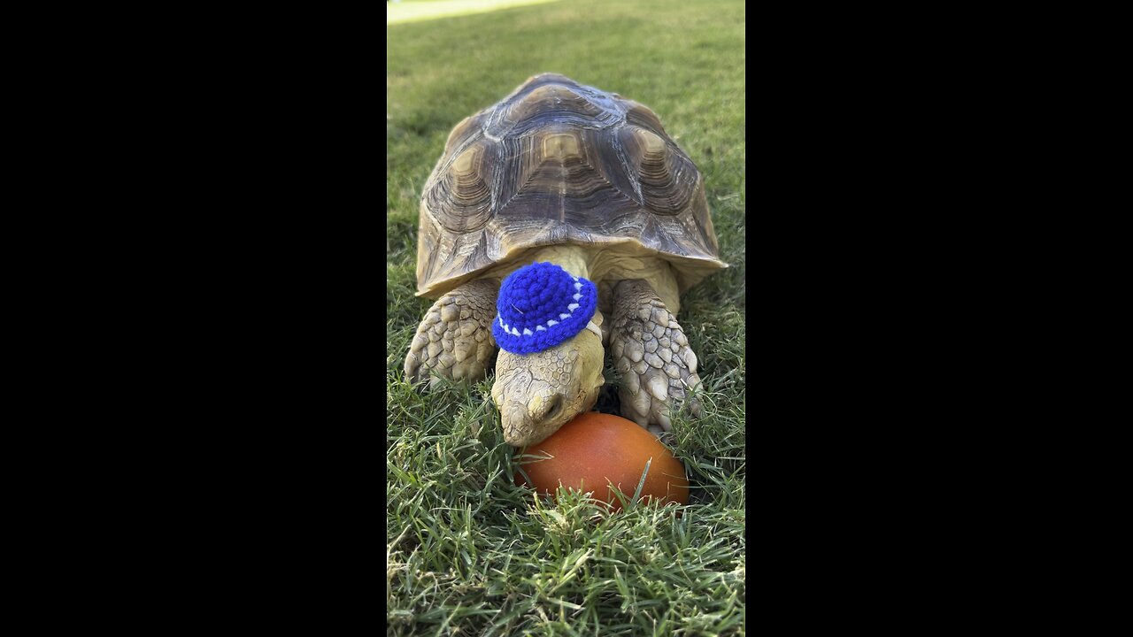 Cute Tortoise in classy hat crunches on Tomato