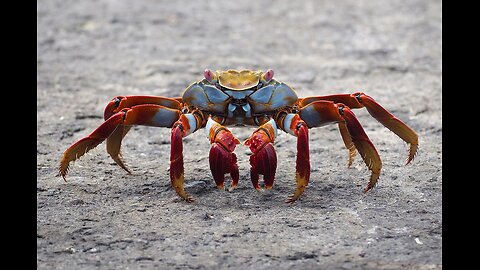 Why Do Crabs Walk Sideways ? 🦀