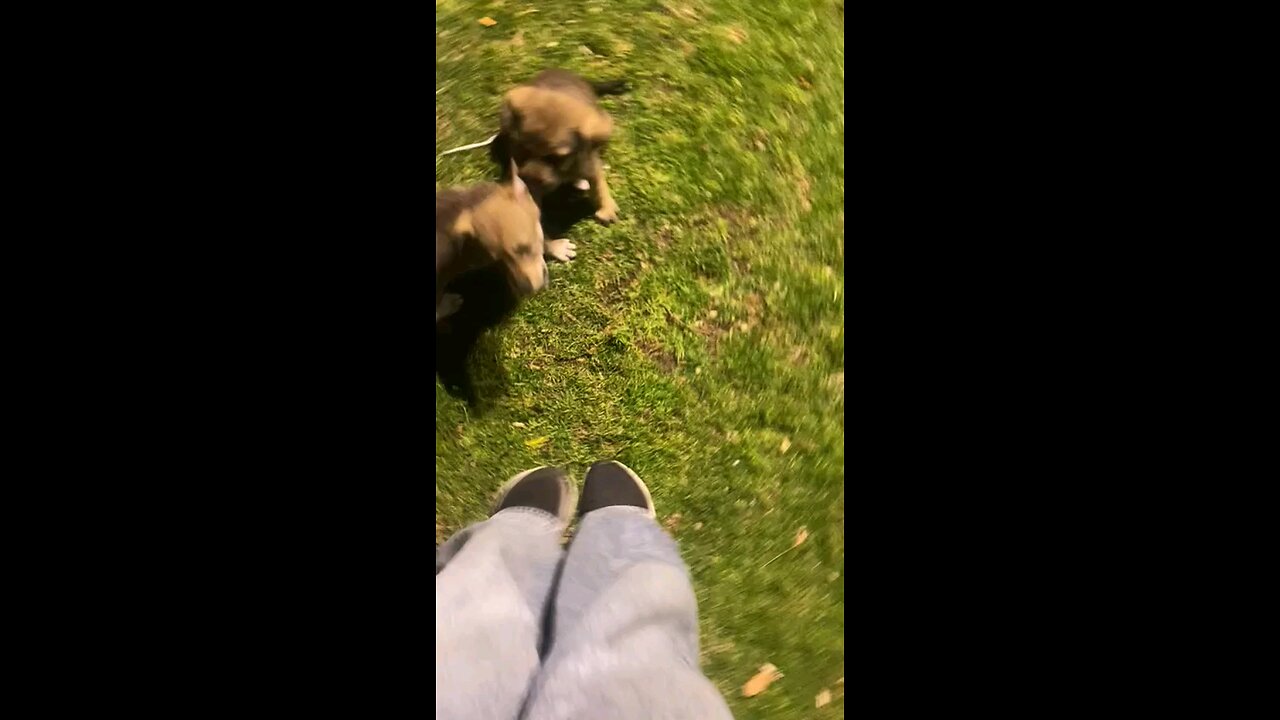 Puppies ❤️