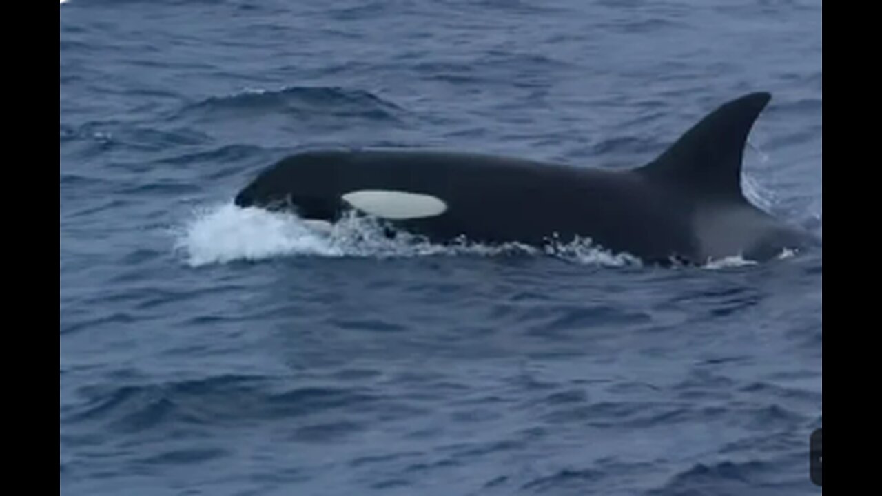 shark attack involving an ocean glider