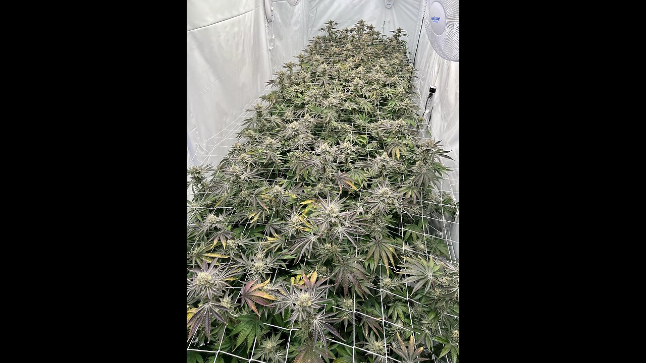Exotic Genetics- FritterGlitter