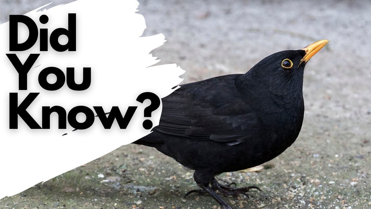 Things you need to know about BLACKBIRDS!