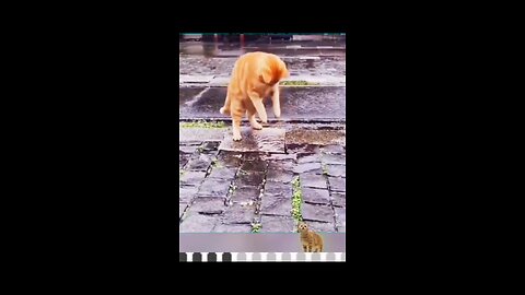 Funny pets3