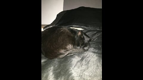 Salem the Cat is out yet stuck