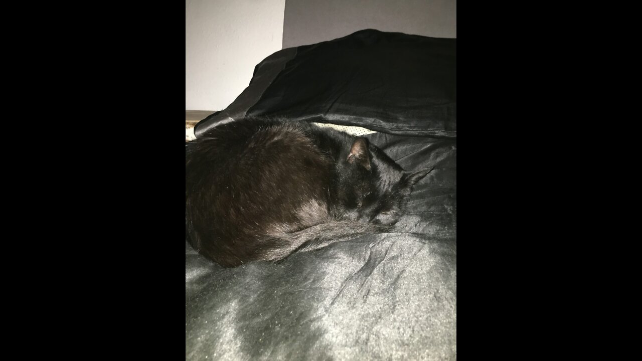 Salem the Cat is out yet stuck