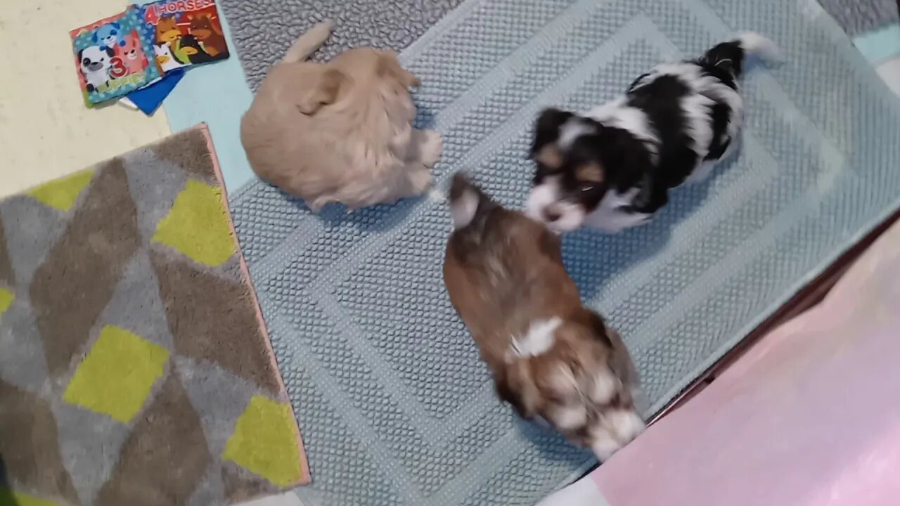 K Litter Almost 6 wks Old(2)