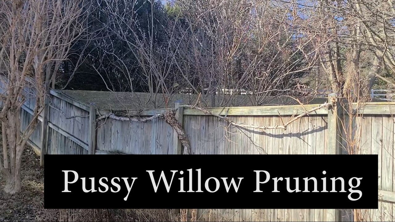 Pruning Pussy Willow by Pollarding
