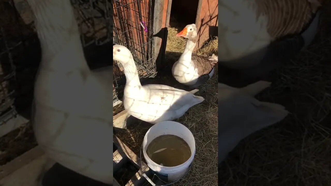 Geese protest being locked up to nest.