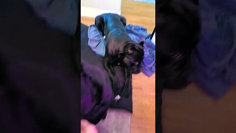 Cane Corso love