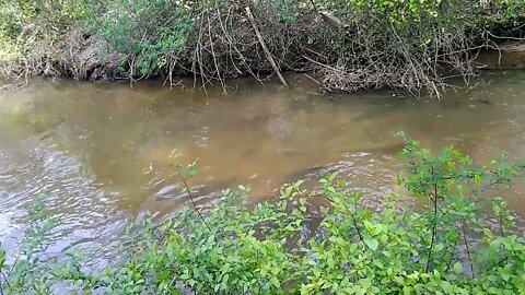 Fish in the creek