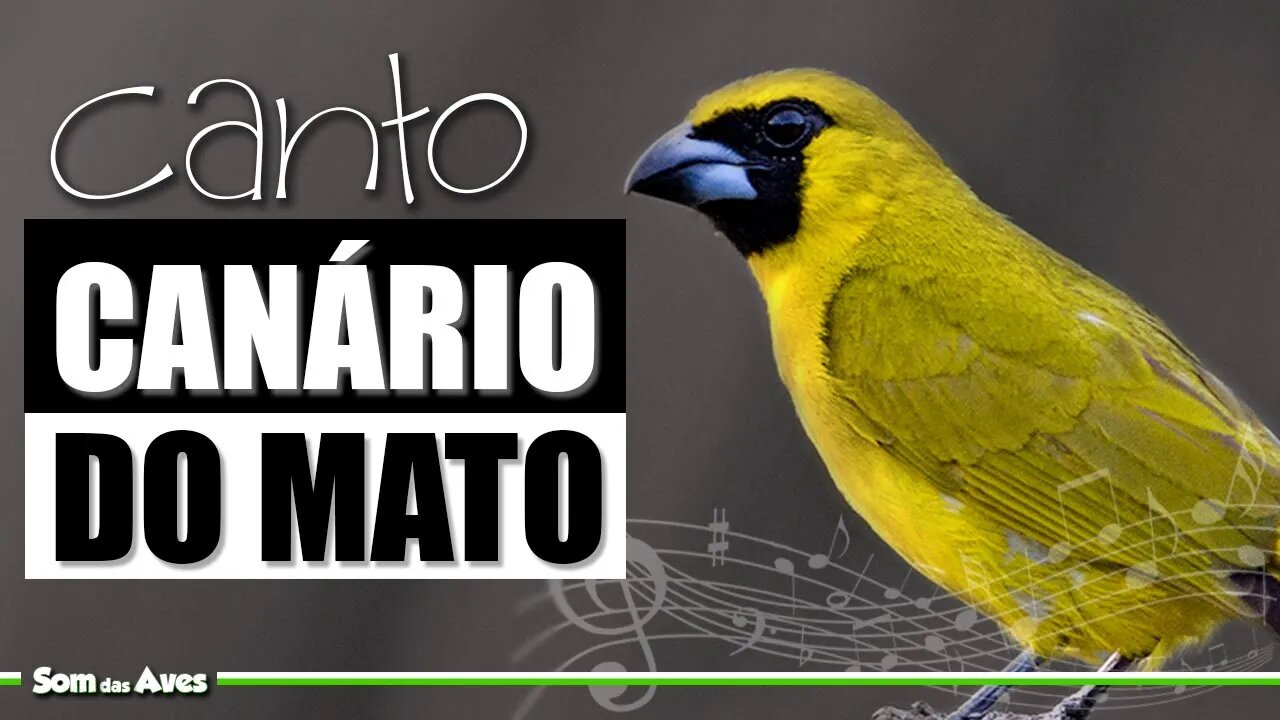 🎵Lindo e Peculiar Canto do CANÁRIO DO MATO [Caryothraustes Canadensis]🌳