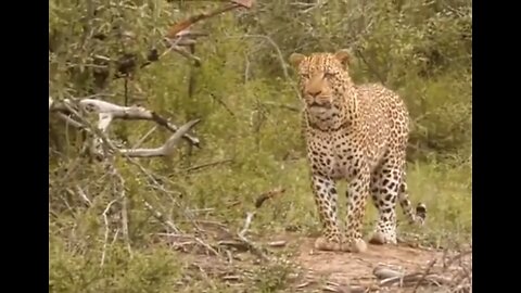 Leopard and lezard fighting in the jungle