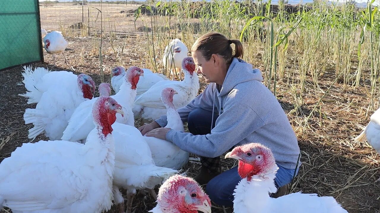 Pasture Raised Turkey in the Desert | Jerusalem Artichoke Harvest