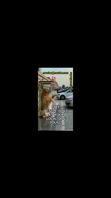 maurieo #shorts K9 BARK TRAFFIC SENSOR REVIEW