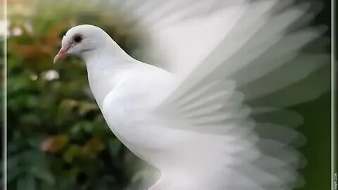 MILLE COLOMBES paix et amour