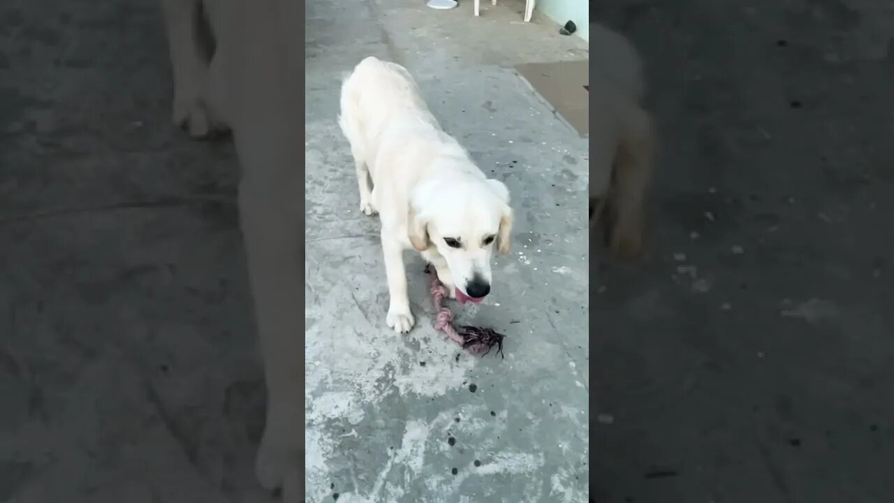 Golden Retriever | Cutie 🥰 |