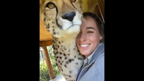 Cheetah boop