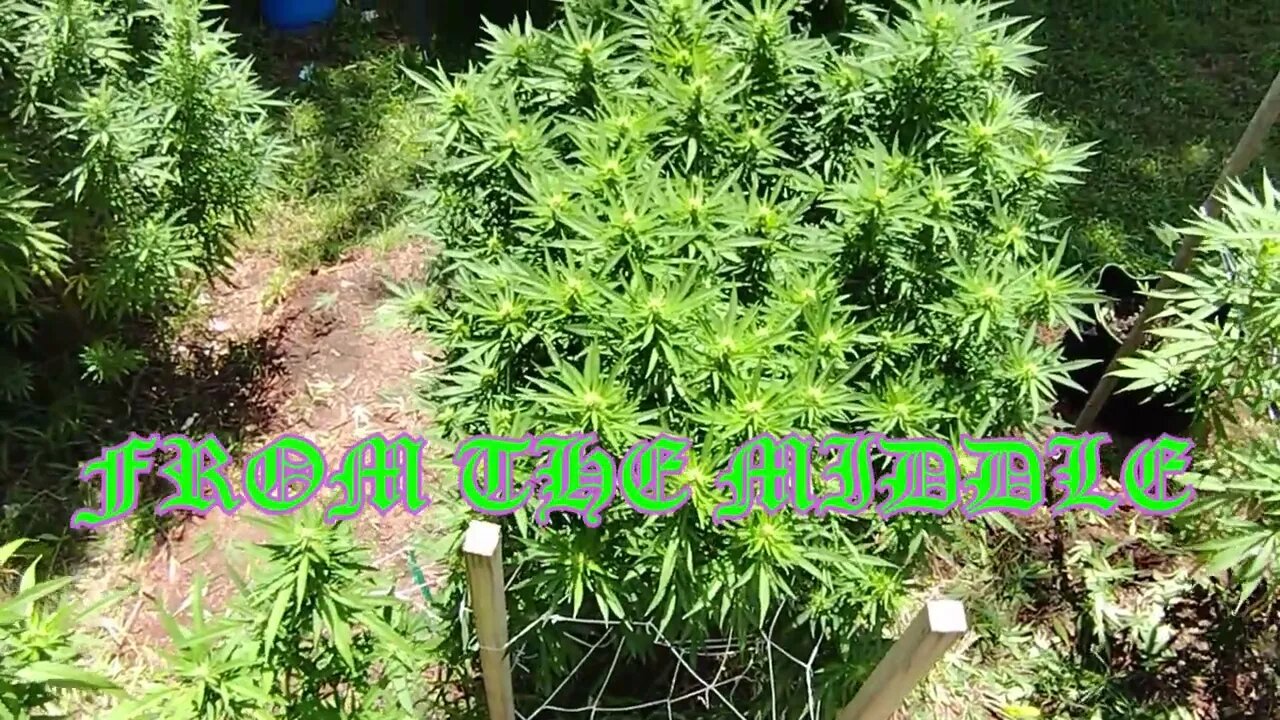 Outdoor Cannabis Grow 2022 update 8/22/22