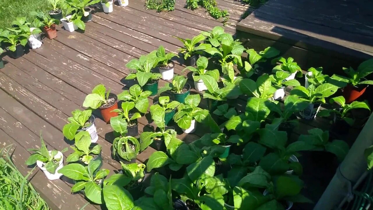 Tobacco Plants July 4 2020