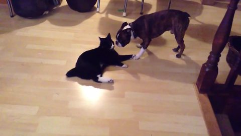 Epic battle between Boston Terrier and Manx cat