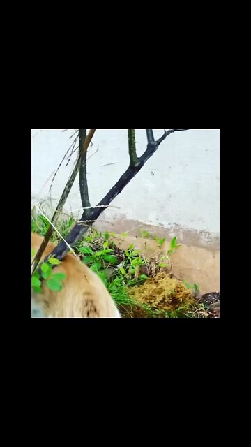 길고양이 도둑고양이 아파트