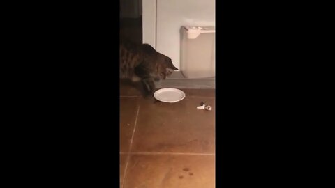 If it’s a bowl, he knocks it over. so i tried a plate