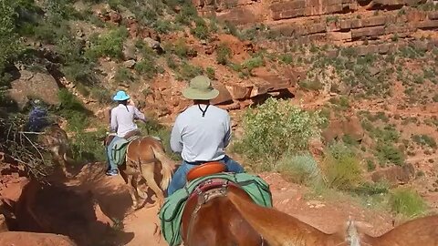 Mule ride in the Grand Canyon.