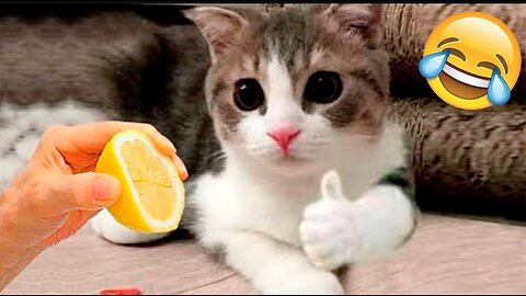 Funny Animal Videos 2023 😂 - Funniest Dogs And Cats Videos 😺😍