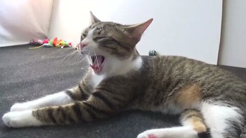 Cute Little Cat Yawns