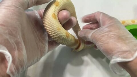 Update on Alys and Outside Time (A Western Hognose Video)