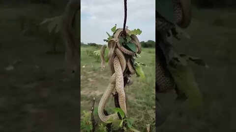 Snake Beautiful Video shorts, Amazing animal Video shorts #r150shorts #youtubeshorts #ytshorts