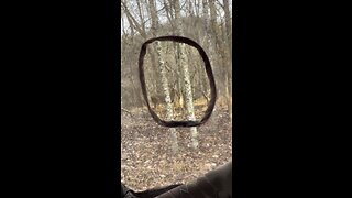 3 does walking around the hunting blind.