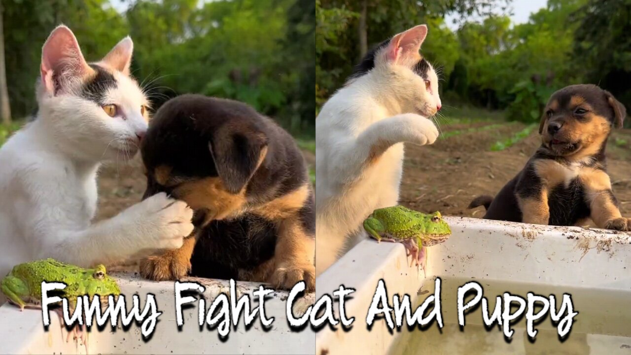 Most Funniest Fight Ever! Cute Puppy And Cat Fight With Each Other Which is Very Funniest Moments