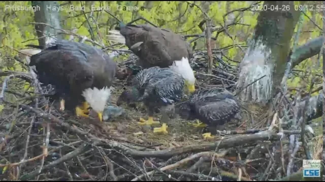 Hays Eagles Nest Breakfish in the rain 2020 04 26 09 13 47 725