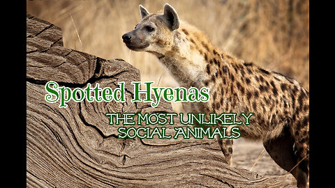 Spotted Hyenas - the Most Unlikely Social Animals