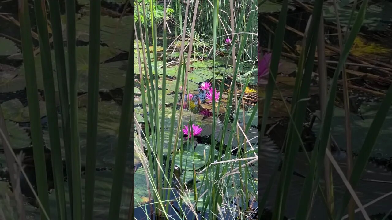 ￼ natural lake with lotus flowers in Forest #nature #iphoneography #iphone13 #flowers #trees