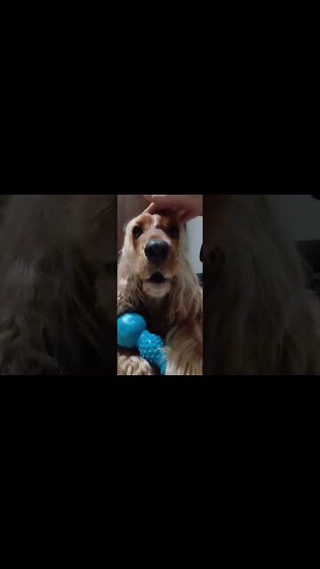 #dogshow , #animals , #dogs, #shorts