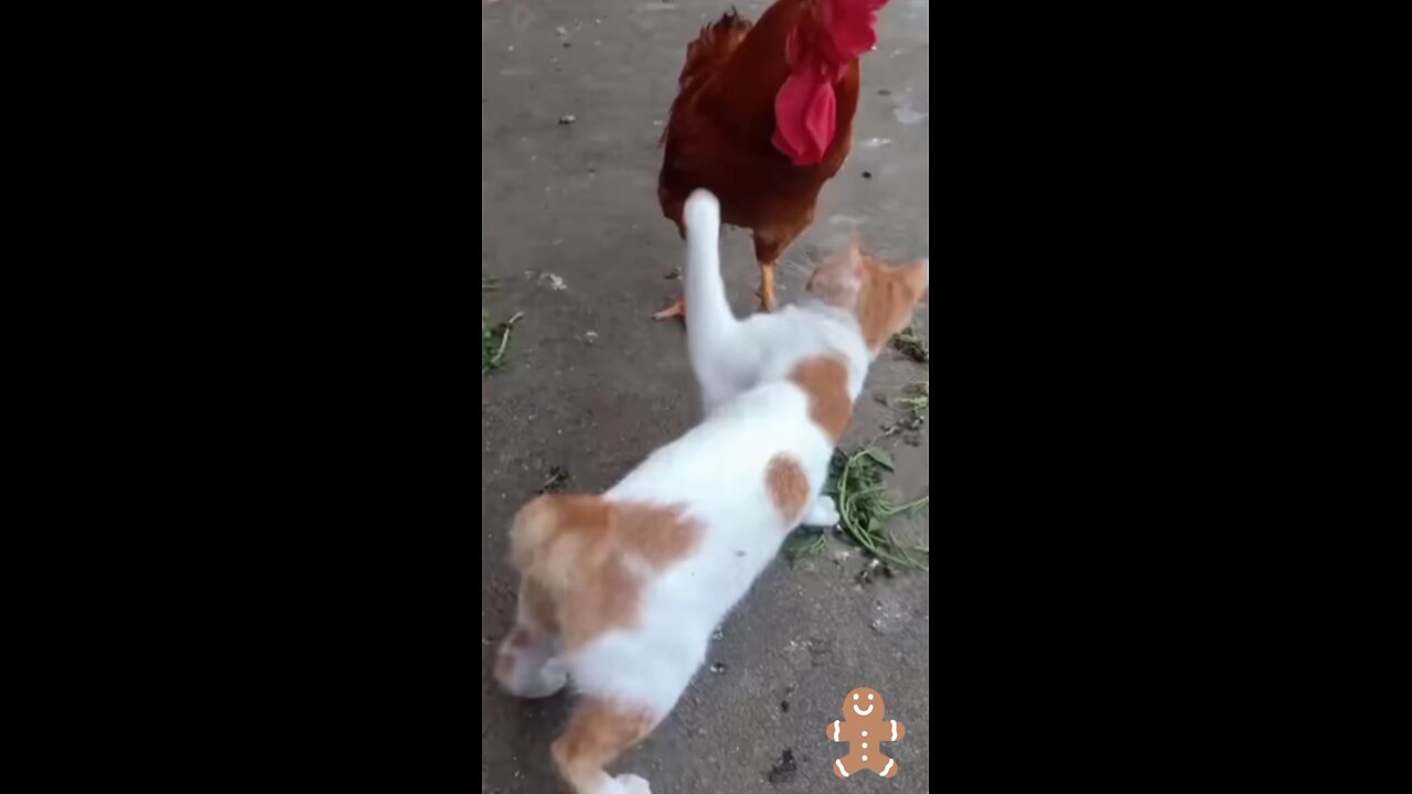 cat and cock fight funny moments