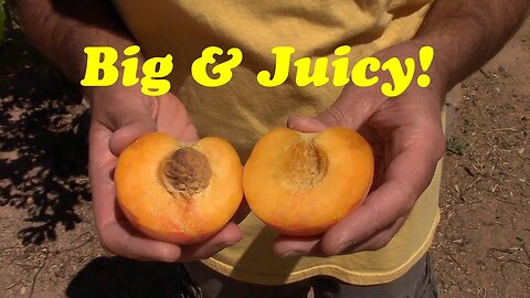 Want Large Juicy Peaches? You HAVE to Do This One Thing!