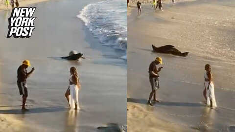 Self-obsessed couple totally misses La Jolla sea lion