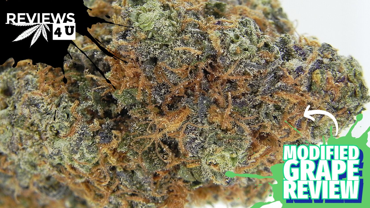 MODIFIED GRAPE STRAIN REVIEW | REVIEWS 4 U