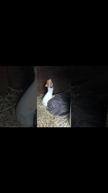 Goose sitting on eggs