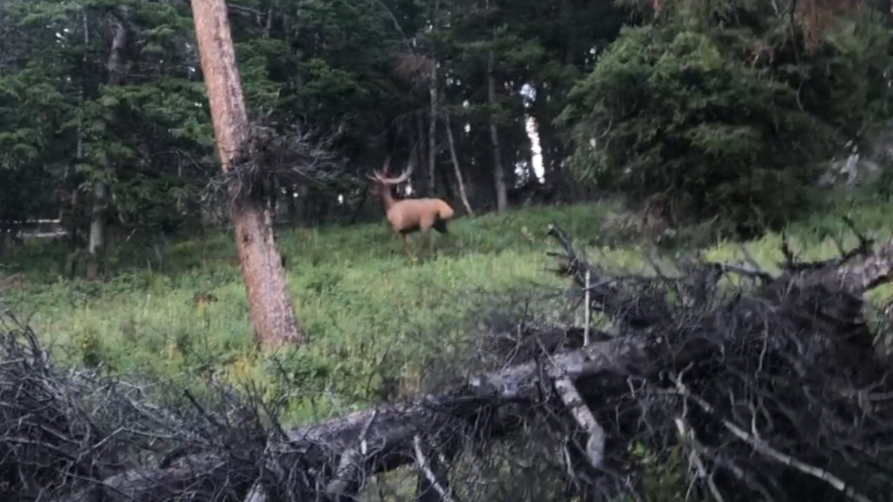 Elk Archery Opening weekend 2023 - Bull nearly ran me over