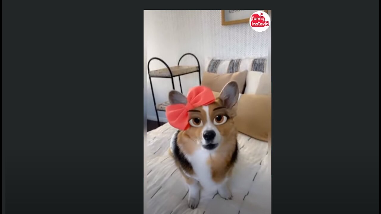 HAMMY & OLIVIA CORGI Funny Videos 2021 | Hammy&Olivia Videos Compilation (W/Titles) - Funny InstaVID