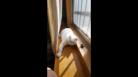 My 13 Years Old Cat upon sunbathing | 13岁的猫妞在晒太阳~