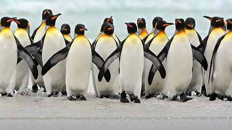 _PENGUINS___Animals_For_Kids__All_Things_Animal