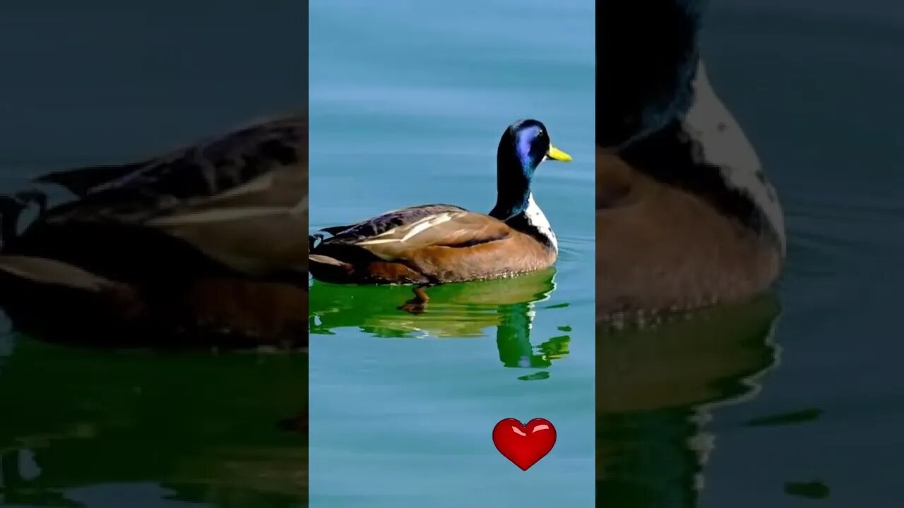 Ducks swimming in the water