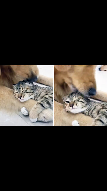 Dog gives the cute cat a lovely tongue bath