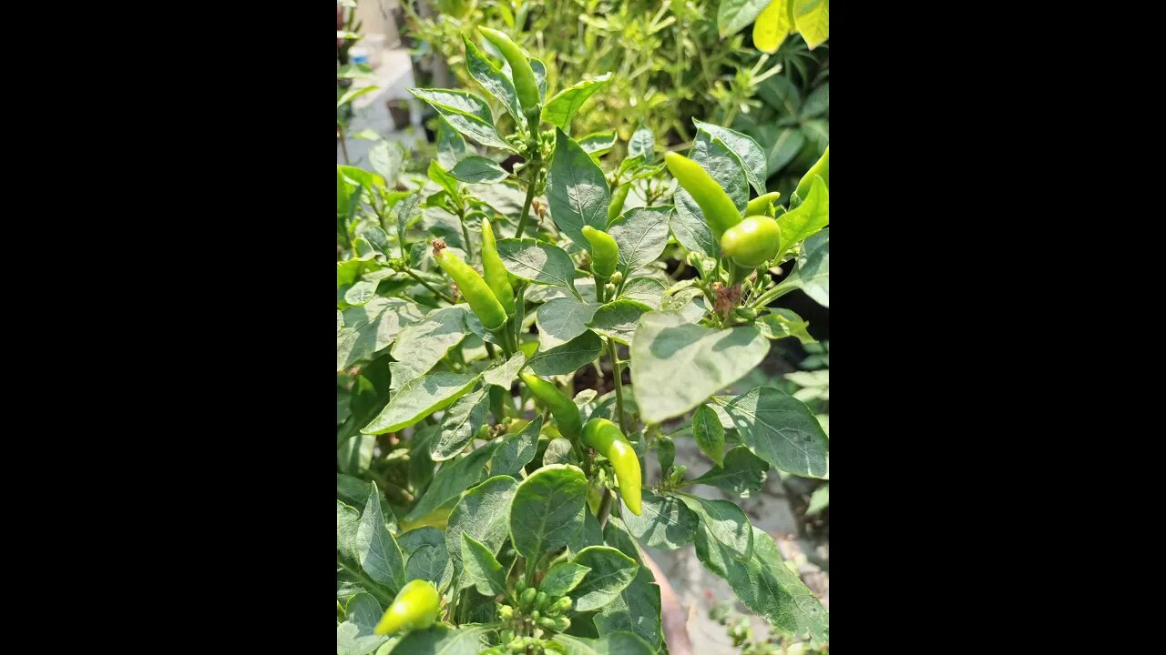 Green Chili Growing Seasons #shorts